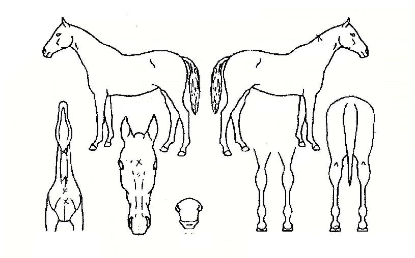 ºÒ±¼ÀǽºÅ¸ÀÇ Ãø¸é,¿ì¸é,µÞ¸é,µÎ»ó,´Ù¸®ÀÇ Æ¯Â¡µµÇØ