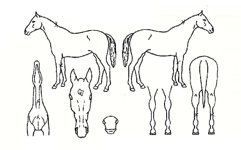 �鸸���� ����,���,�޸�,�λ�,�ٸ��� Ư¡����