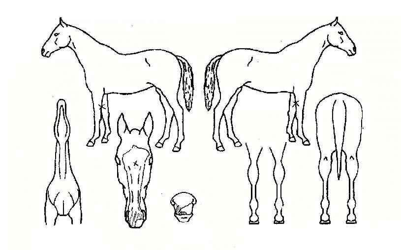 �Ѱ������� ����,���,�޸�,�λ�,�ٸ��� Ư¡����