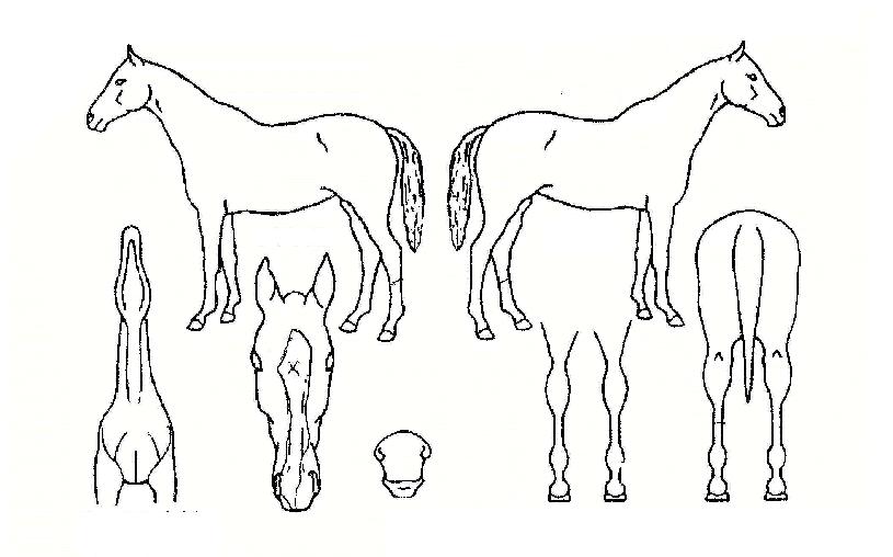 ����Ʈ��Ʈ���� ����,���,�޸�,�λ�,�ٸ��� Ư¡����