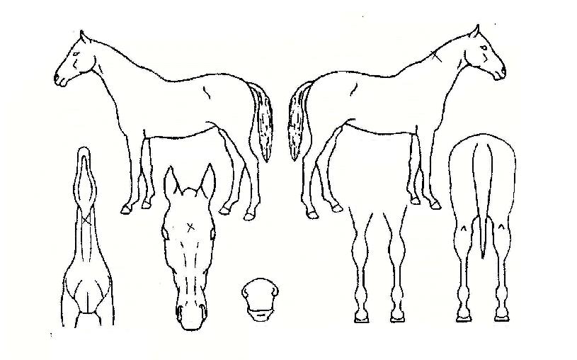 È¿³à½ÉûÀÇ Ãø¸é,¿ì¸é,µÞ¸é,µÎ»ó,´Ù¸®ÀÇ Æ¯Â¡µµÇØ