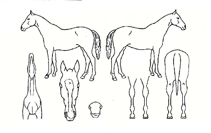 º¸·É½ºÅ¸ÀÇ Ãø¸é,¿ì¸é,µÞ¸é,µÎ»ó,´Ù¸®ÀÇ Æ¯Â¡µµÇØ