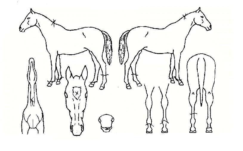 ����� ����,���,�޸�,�λ�,�ٸ��� Ư¡����