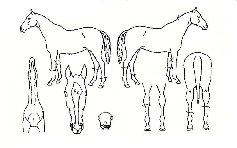 ¼Ö¿ö¸®¾îÀÇ Ãø¸é,¿ì¸é,µÞ¸é,µÎ»ó,´Ù¸®ÀÇ Æ¯Â¡µµÇØ