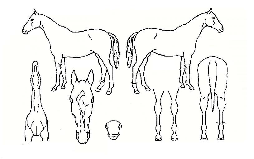 Ȳ�ݹ�½�� ����,���,�޸�,�λ�,�ٸ��� Ư¡����