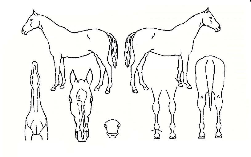 ĳ������ ����,���,�޸�,�λ�,�ٸ��� Ư¡����