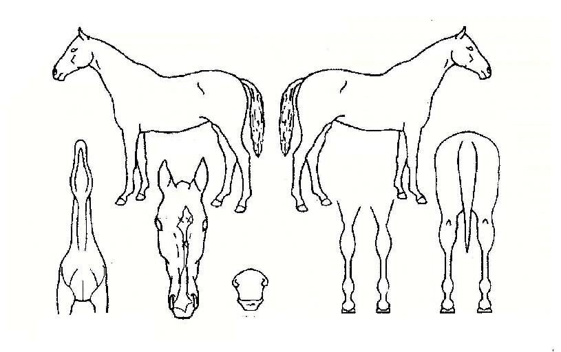 Çϴø¸ÅÀÇ Ãø¸é,¿ì¸é,µÞ¸é,µÎ»ó,´Ù¸®ÀÇ Æ¯Â¡µµÇØ