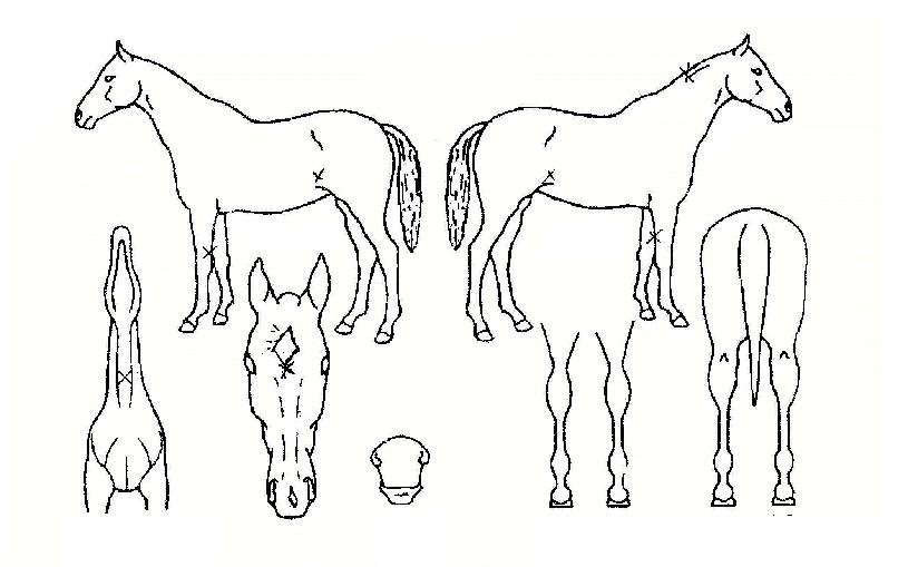 ��������ڸ��� ����,���,�޸�,�λ�,�ٸ��� Ư¡����