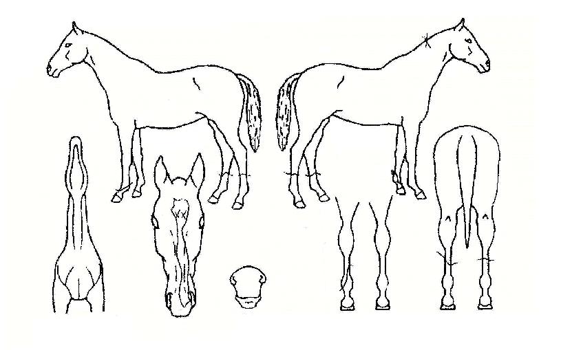 ±×·¹À̽º¼±´õÀÇ Ãø¸é,¿ì¸é,µÞ¸é,µÎ»ó,´Ù¸®ÀÇ Æ¯Â¡µµÇØ