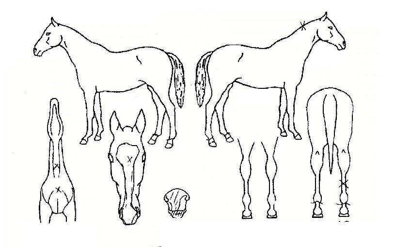 ¼º¼ö¿µ¿õÀÇ Ãø¸é,¿ì¸é,µÞ¸é,µÎ»ó,´Ù¸®ÀÇ Æ¯Â¡µµÇØ