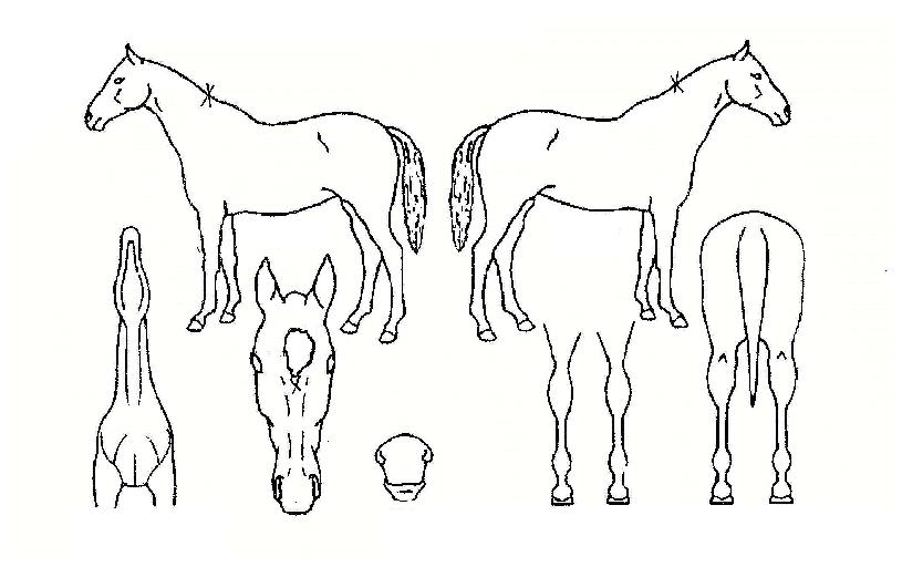 ����Ĺ�� ����,���,�޸�,�λ�,�ٸ��� Ư¡����