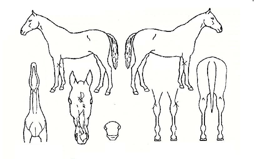 ��������� ����,���,�޸�,�λ�,�ٸ��� Ư¡����