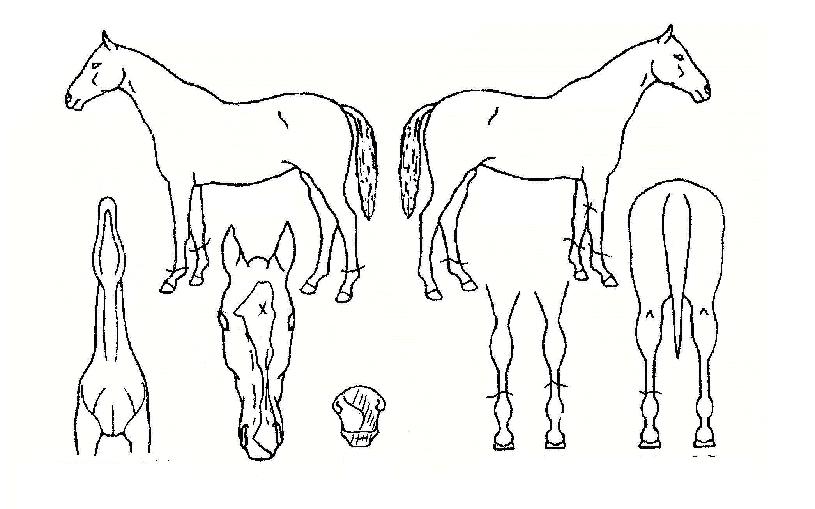 ��ι�½�� ����,���,�޸�,�λ�,�ٸ��� Ư¡����