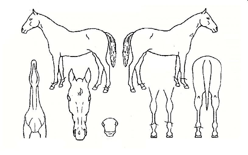 ±Ýºûõ»çÀÇ Ãø¸é,¿ì¸é,µÞ¸é,µÎ»ó,´Ù¸®ÀÇ Æ¯Â¡µµÇØ