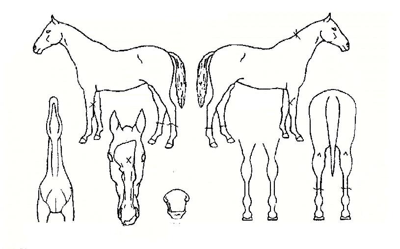 ������Ʈ���� ����,���,�޸�,�λ�,�ٸ��� Ư¡����