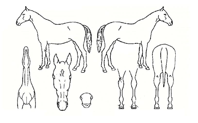 ½´ÆÛ±×·¹ÀÌÆ®ÀÇ Ãø¸é,¿ì¸é,µÞ¸é,µÎ»ó,´Ù¸®ÀÇ Æ¯Â¡µµÇØ