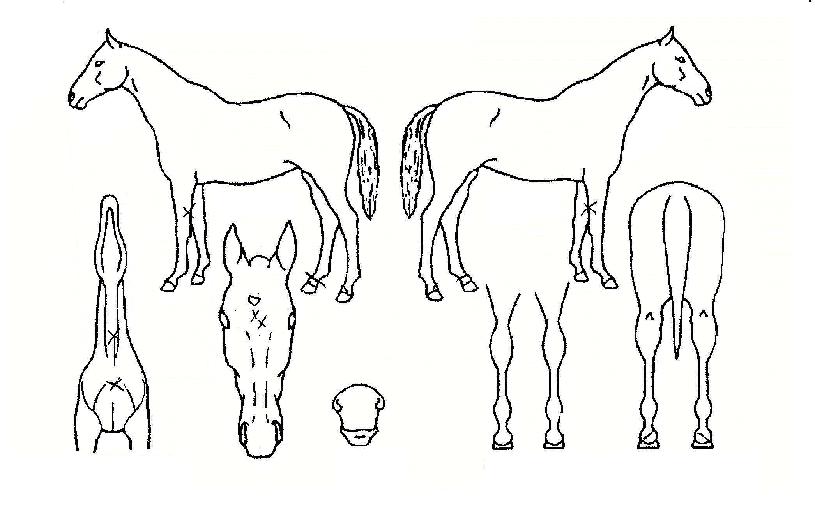 ������ ����,���,�޸�,�λ�,�ٸ��� Ư¡����