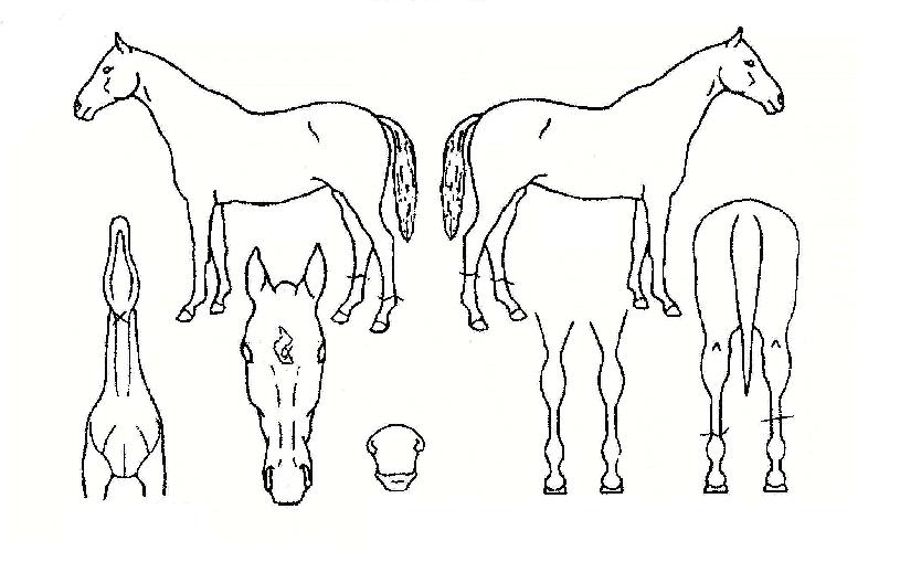 �����Ͼ��� ����,���,�޸�,�λ�,�ٸ��� Ư¡����