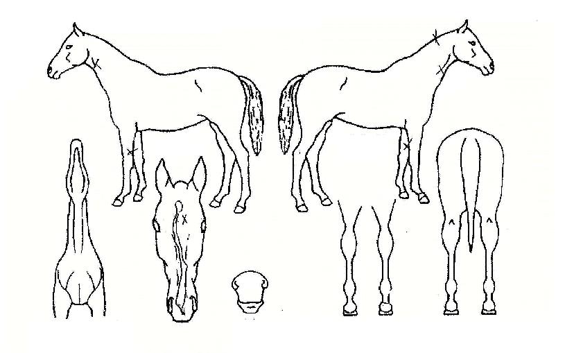 ÃádzÀÇ Ãø¸é,¿ì¸é,µÞ¸é,µÎ»ó,´Ù¸®ÀÇ Æ¯Â¡µµÇØ