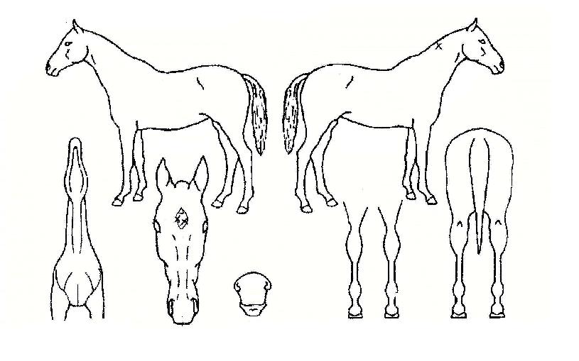 Àå¼ö¹ÌÀÎÀÇ Ãø¸é,¿ì¸é,µÞ¸é,µÎ»ó,´Ù¸®ÀÇ Æ¯Â¡µµÇØ