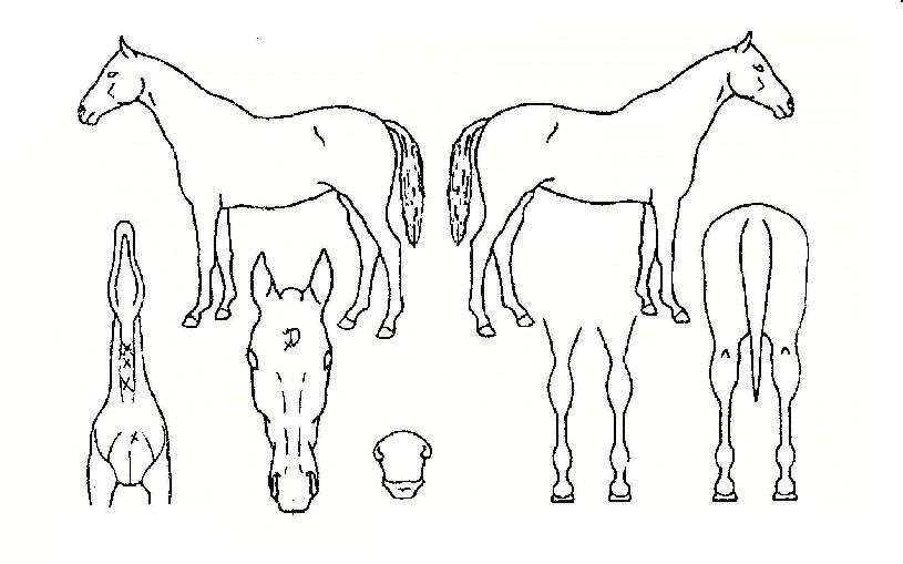 �뿵�޸��� ����,���,�޸�,�λ�,�ٸ��� Ư¡����