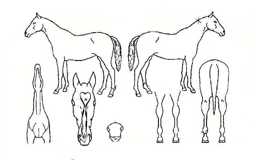 �ִ�����ڸ��� ����,���,�޸�,�λ�,�ٸ��� Ư¡����