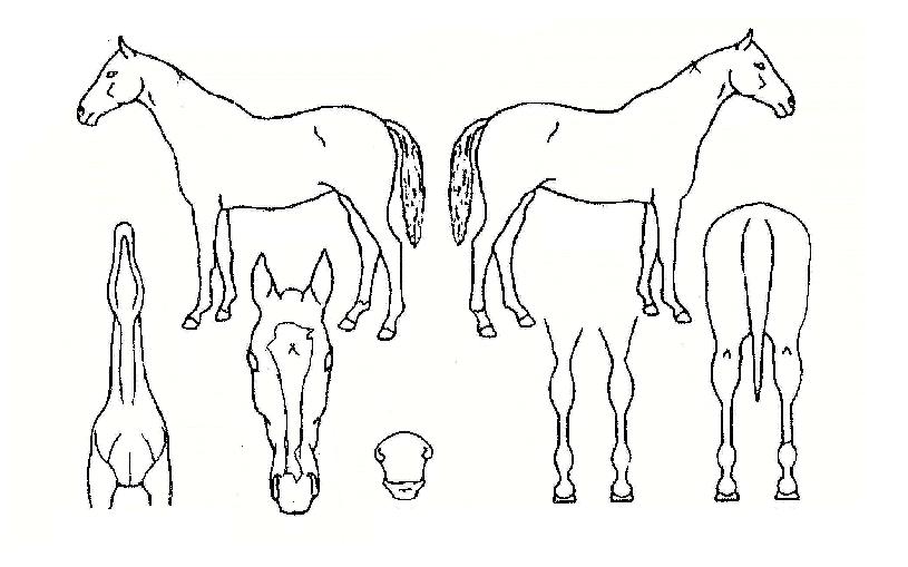 Æ´»õ°ø·«ÀÇ Ãø¸é,¿ì¸é,µÞ¸é,µÎ»ó,´Ù¸®ÀÇ Æ¯Â¡µµÇØ