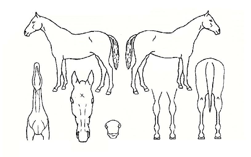 ���ĸ�� ����,���,�޸�,�λ�,�ٸ��� Ư¡����