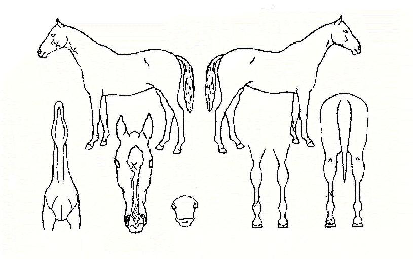 �ٴ������� ����,���,�޸�,�λ�,�ٸ��� Ư¡����