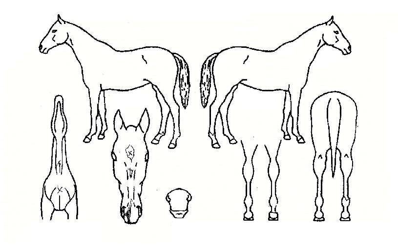 ½Ã¿øÇÑÀÇ Ãø¸é,¿ì¸é,µÞ¸é,µÎ»ó,´Ù¸®ÀÇ Æ¯Â¡µµÇØ