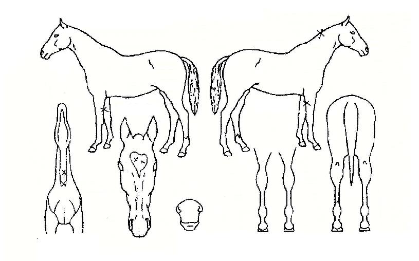 ����Ʈ�� ����,���,�޸�,�λ�,�ٸ��� Ư¡����