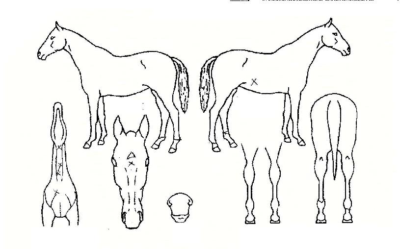 ¶ó¿ÂèÇǾðÀÇ Ãø¸é,¿ì¸é,µÞ¸é,µÎ»ó,´Ù¸®ÀÇ Æ¯Â¡µµÇØ