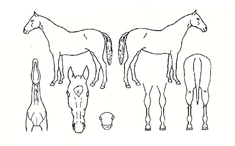 Ȳ±ÝÅäÁöÀÇ Ãø¸é,¿ì¸é,µÞ¸é,µÎ»ó,´Ù¸®ÀÇ Æ¯Â¡µµÇØ