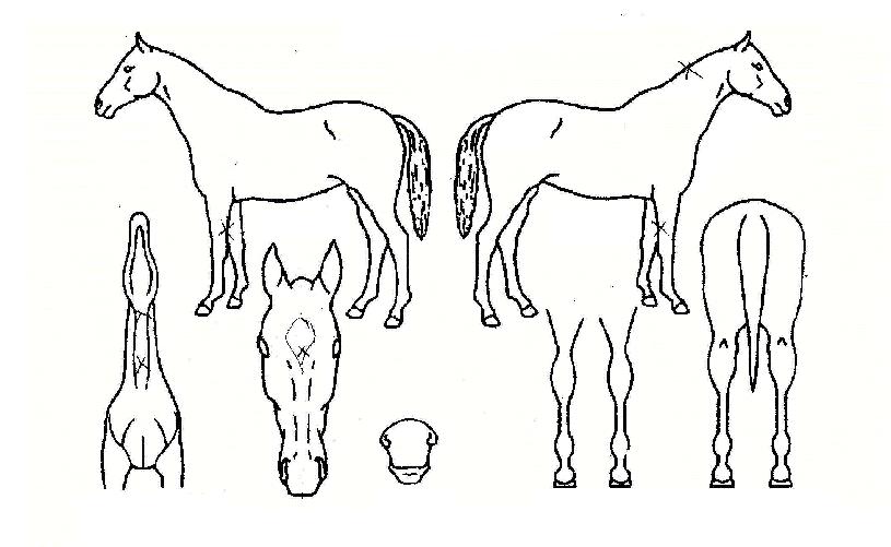 µ¥½Ö¶ßÀÇ Ãø¸é,¿ì¸é,µÞ¸é,µÎ»ó,´Ù¸®ÀÇ Æ¯Â¡µµÇØ