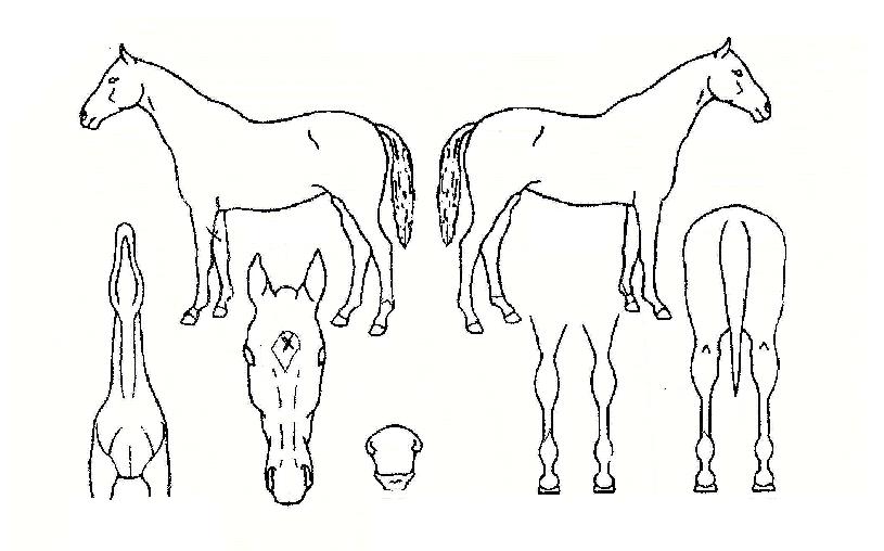 ¹ÙÀ̿÷¿ÀÇ Ãø¸é,¿ì¸é,µÞ¸é,µÎ»ó,´Ù¸®ÀÇ Æ¯Â¡µµÇØ