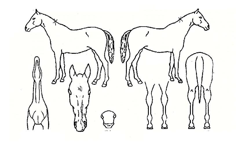 ¾Æ¾¾ÀÇ Ãø¸é,¿ì¸é,µÞ¸é,µÎ»ó,´Ù¸®ÀÇ Æ¯Â¡µµÇØ