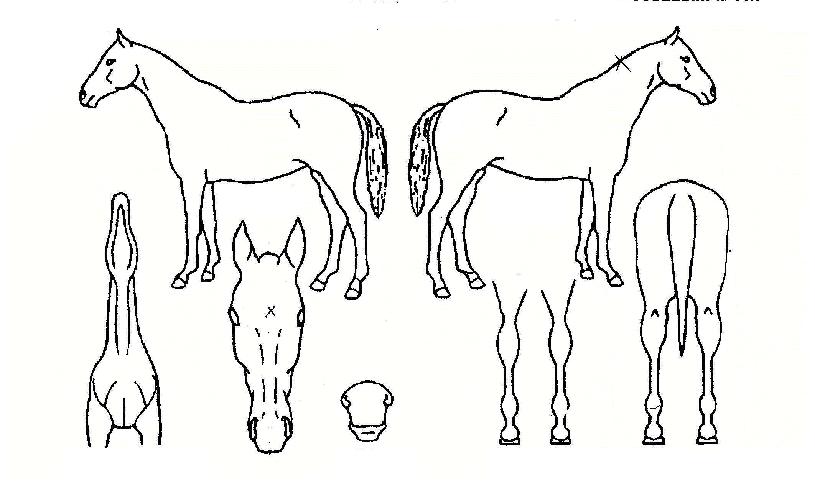 õ���ʺ��� ����,���,�޸�,�λ�,�ٸ��� Ư¡����