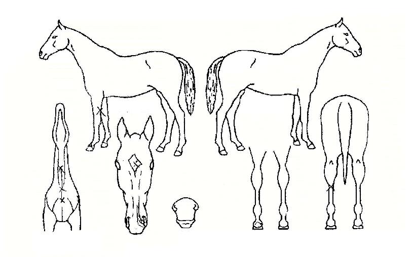 Æ®¸®Çñ׸°ÀÇ Ãø¸é,¿ì¸é,µÞ¸é,µÎ»ó,´Ù¸®ÀÇ Æ¯Â¡µµÇØ