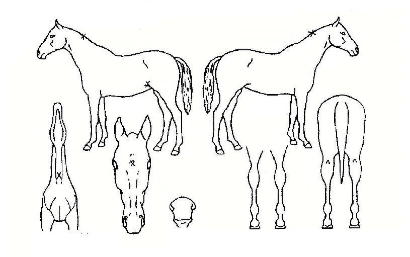 Ȳ±ÝµÕÀÌÀÇ Ãø¸é,¿ì¸é,µÞ¸é,µÎ»ó,´Ù¸®ÀÇ Æ¯Â¡µµÇØ