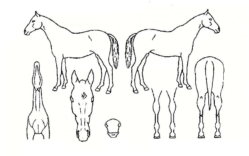 ¿µ½ÇºûÀÇ Ãø¸é,¿ì¸é,µÞ¸é,µÎ»ó,´Ù¸®ÀÇ Æ¯Â¡µµÇØ