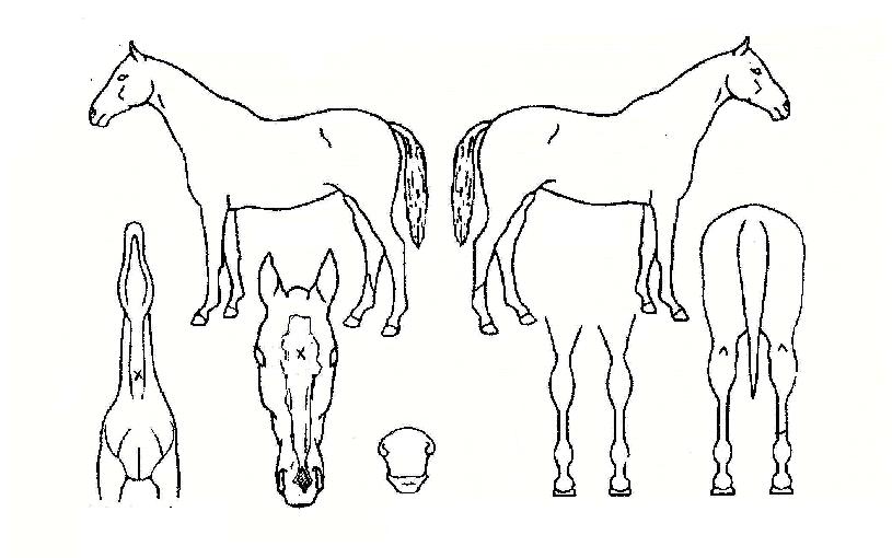 ���������� ����,���,�޸�,�λ�,�ٸ��� Ư¡����