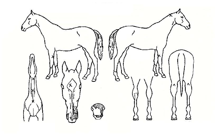 Åĵ帮ÁöÀÚ¸¶ÀÇ Ãø¸é,¿ì¸é,µÞ¸é,µÎ»ó,´Ù¸®ÀÇ Æ¯Â¡µµÇØ