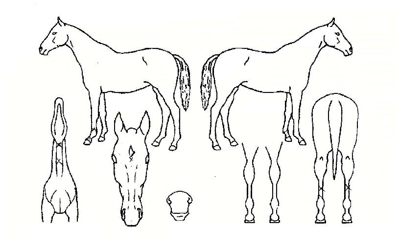 ��ƿ����� ����,���,�޸�,�λ�,�ٸ��� Ư¡����