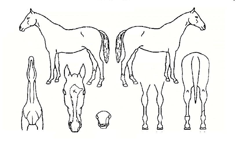 µ¥ºíÁîÀ©ÀÇ Ãø¸é,¿ì¸é,µÞ¸é,µÎ»ó,´Ù¸®ÀÇ Æ¯Â¡µµÇØ