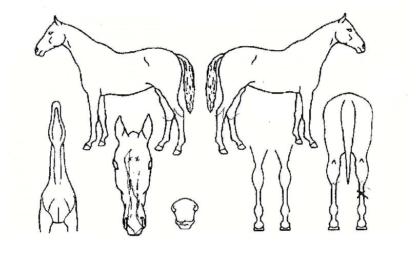 Àç¹ÌÁÁ¾ÆÀÇ Ãø¸é,¿ì¸é,µÞ¸é,µÎ»ó,´Ù¸®ÀÇ Æ¯Â¡µµÇØ