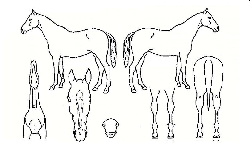 ÇÔÆòõÁöÀÇ Ãø¸é,¿ì¸é,µÞ¸é,µÎ»ó,´Ù¸®ÀÇ Æ¯Â¡µµÇØ