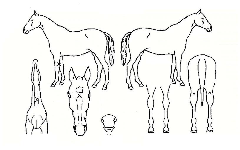 ºí·ç¹ÎÅÏÀÚ¸¶ÀÇ Ãø¸é,¿ì¸é,µÞ¸é,µÎ»ó,´Ù¸®ÀÇ Æ¯Â¡µµÇØ