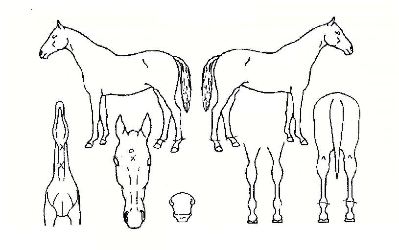 ºí·ç¹èºíÀÇ Ãø¸é,¿ì¸é,µÞ¸é,µÎ»ó,´Ù¸®ÀÇ Æ¯Â¡µµÇØ