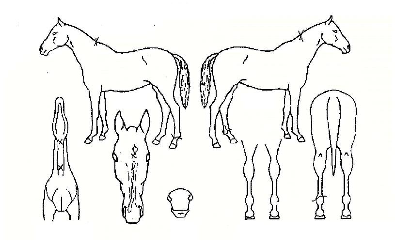 ·±ÄÀÇ Ãø¸é,¿ì¸é,µÞ¸é,µÎ»ó,´Ù¸®ÀÇ Æ¯Â¡µµÇØ