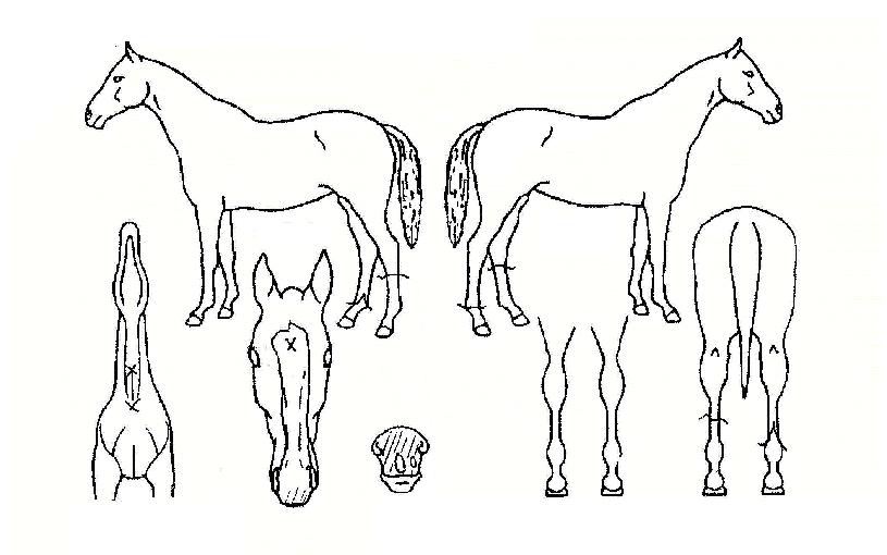 ����Ǯ�Ӵ��� ����,���,�޸�,�λ�,�ٸ��� Ư¡����